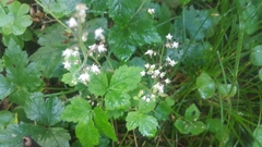 Tiarella trifoliata trifoliata