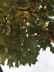 Liriodendron tulipifera