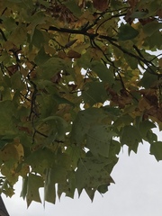 Liriodendron tulipifera