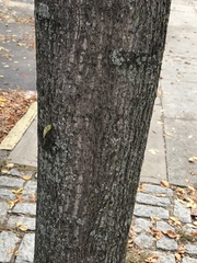 Liriodendron tulipifera