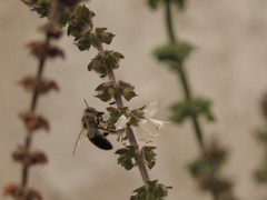 Apis mellifera