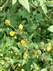 Bidens pilosa pilosa