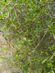 Pittosporum viscidum