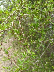 Pittosporum viscidum