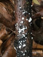 Trichoderma stilbohypoxyli