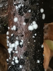 Trichoderma stilbohypoxyli