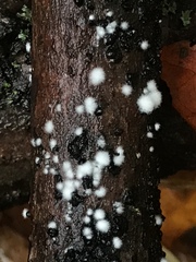 Trichoderma stilbohypoxyli