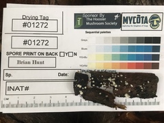 Trichoderma stilbohypoxyli