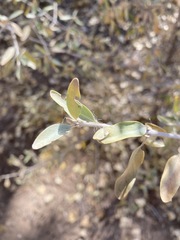 Tapinanthus