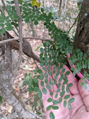 Mezoneuron brachycarpum