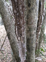 Mezoneuron brachycarpum