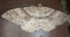 Melanolophia imitata