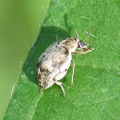 Algarobius prosopis