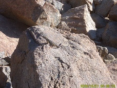 Crotaphytus vestigium