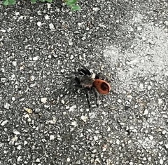 Tliltocatl epicureanus