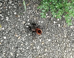 Tliltocatl epicureanus