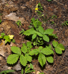 Agrimonia rostellata