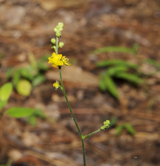 Agrimonia rostellata
