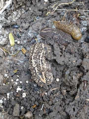 Phyllocaulis soleiformis