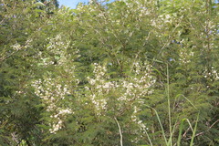 Image of Acaciella angustissima