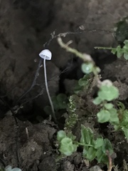 Mycena mirata