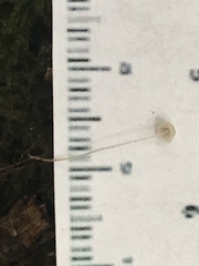 Mycena mirata