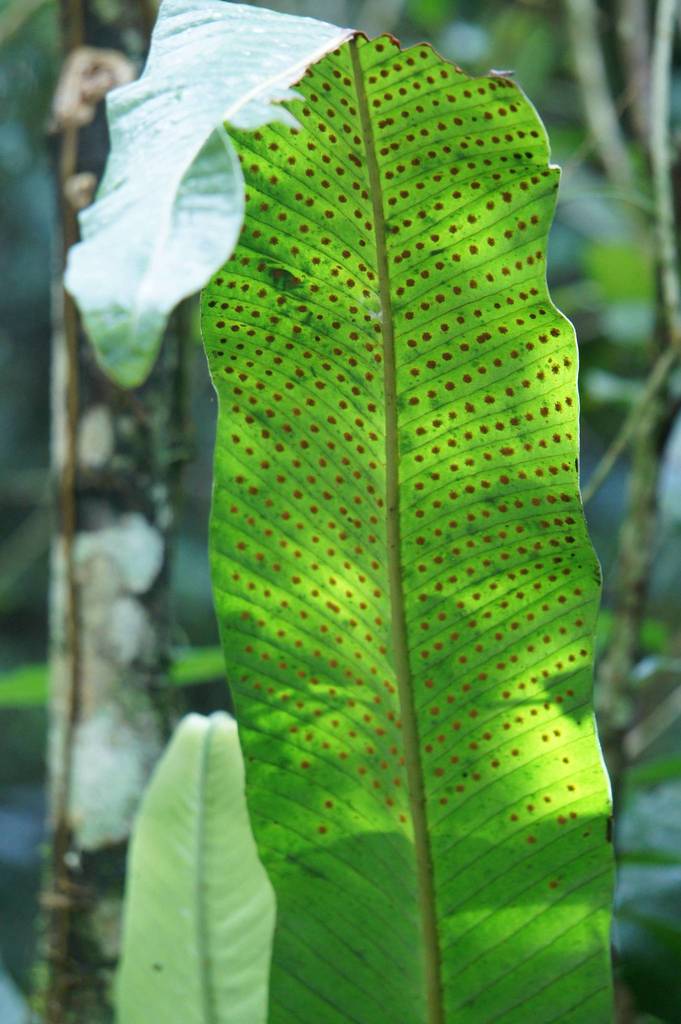graceful fern