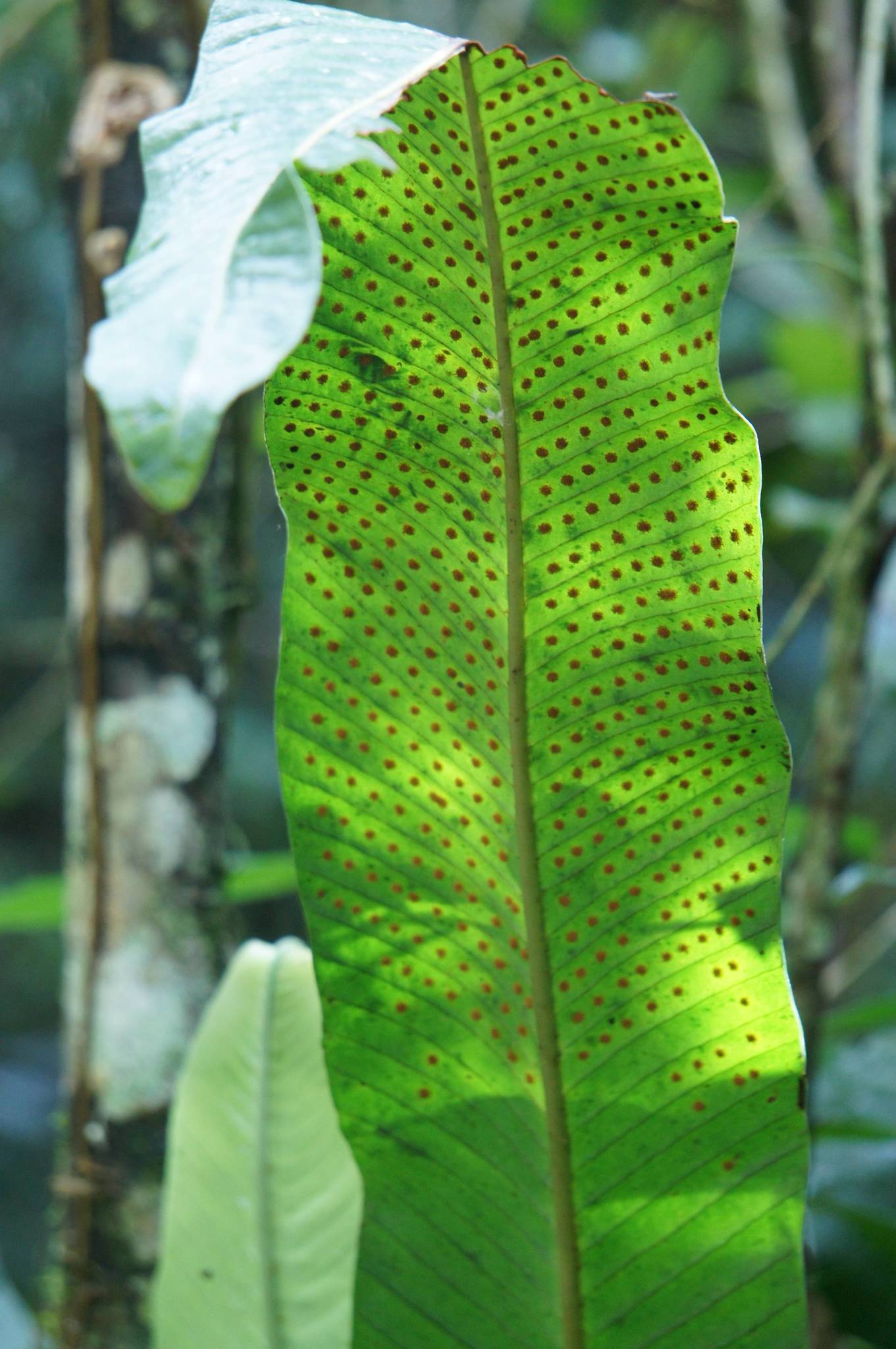 Niphidium crassifolium