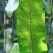 Graceful Fern - Photo (c) Juan Carlos Pérez Magaña, some rights reserved (CC BY-SA), uploaded by Juan Carlos Pérez Magaña