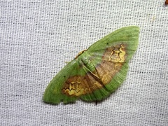 Pyrochlora rhanis