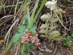 Rubus tephrodes ampliflorus