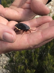 Polyzosteria limbata