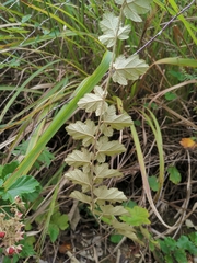 Rubus tephrodes ampliflorus
