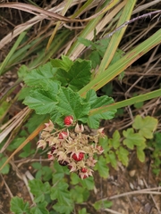 Rubus tephrodes ampliflorus