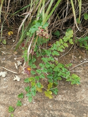 Rubus tephrodes ampliflorus