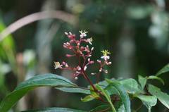 Miconia mexicana