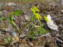 Lomatium ambiguum