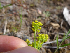 Lomatium ambiguum