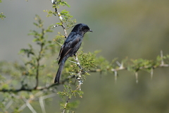 Melaenornis pammelaina ater