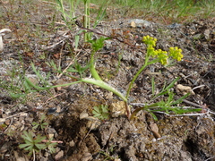 Lomatium ambiguum