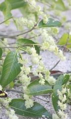 Homalium trichostemon