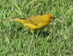 Sicalis flaveola