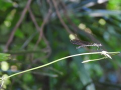 Heliocypha perforata