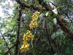 Cyrtochilum macranthum