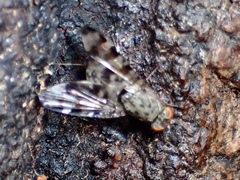 Otitinae