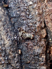 Otitinae
