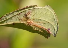 Chironomus crassicaudatus