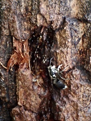 Otitinae