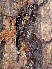 Otitinae