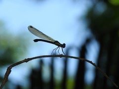 Heliocypha perforata